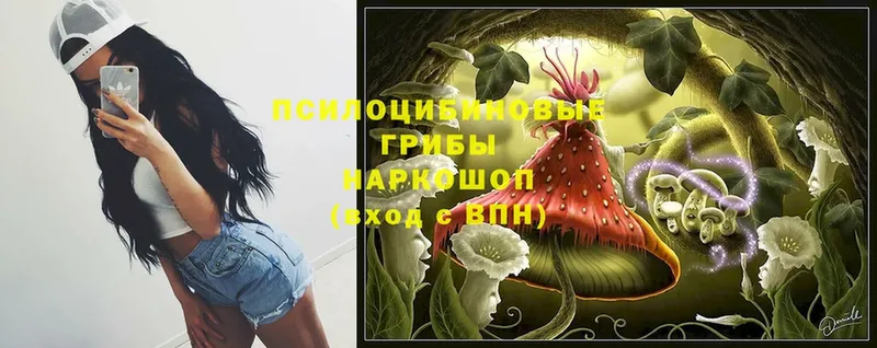 где найти наркотики  Тайга  Псилоцибиновые грибы прущие грибы 